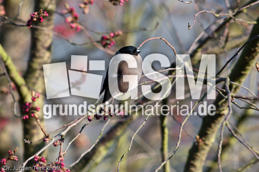 Gimpel (15 von 40).jpg